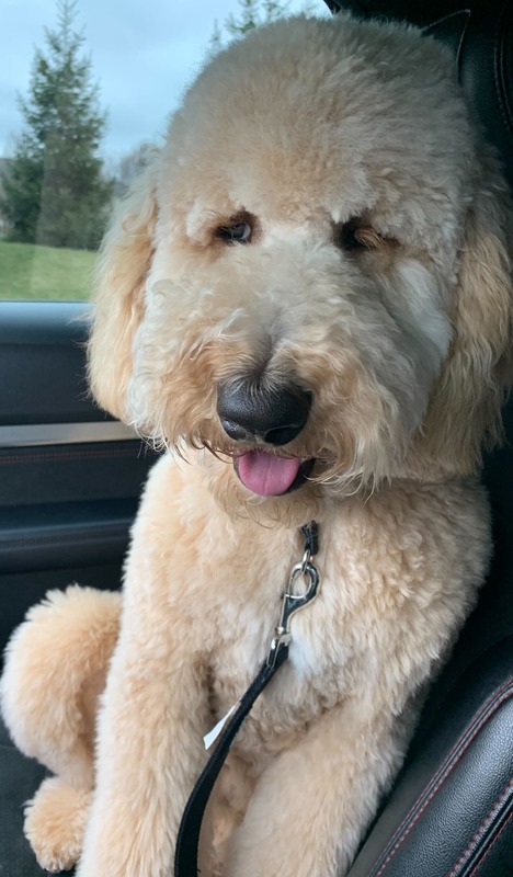 Nash (Danielle's Puppy) in the car